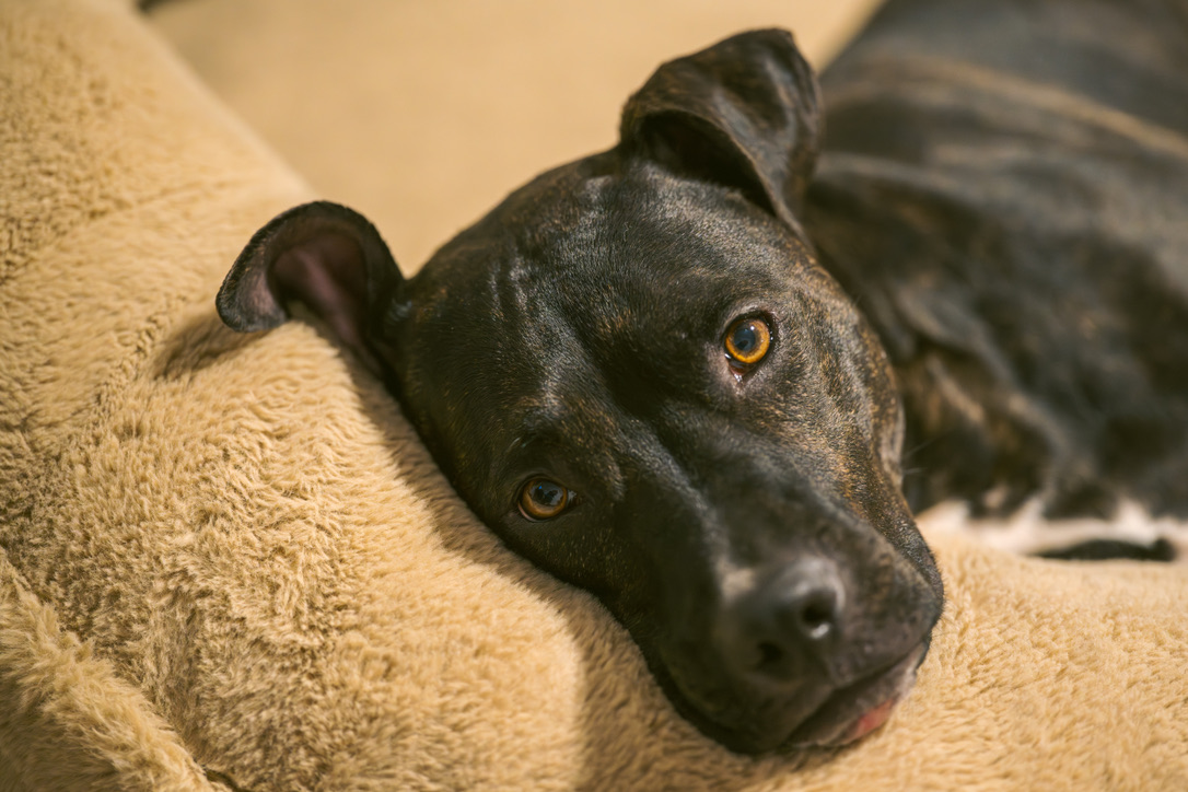 A black dog with striking amber eyes looks up at the camera while resting on a beige carpet and blanket.