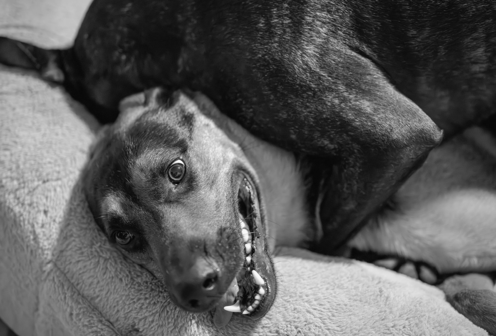 A black dog lying on a blanket looks up at the camera with mouth open and tongue out in a playful expression.