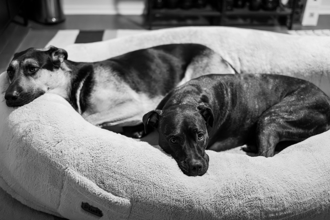 Two dogs relaxing together in a cozy bed, captured in black and white.