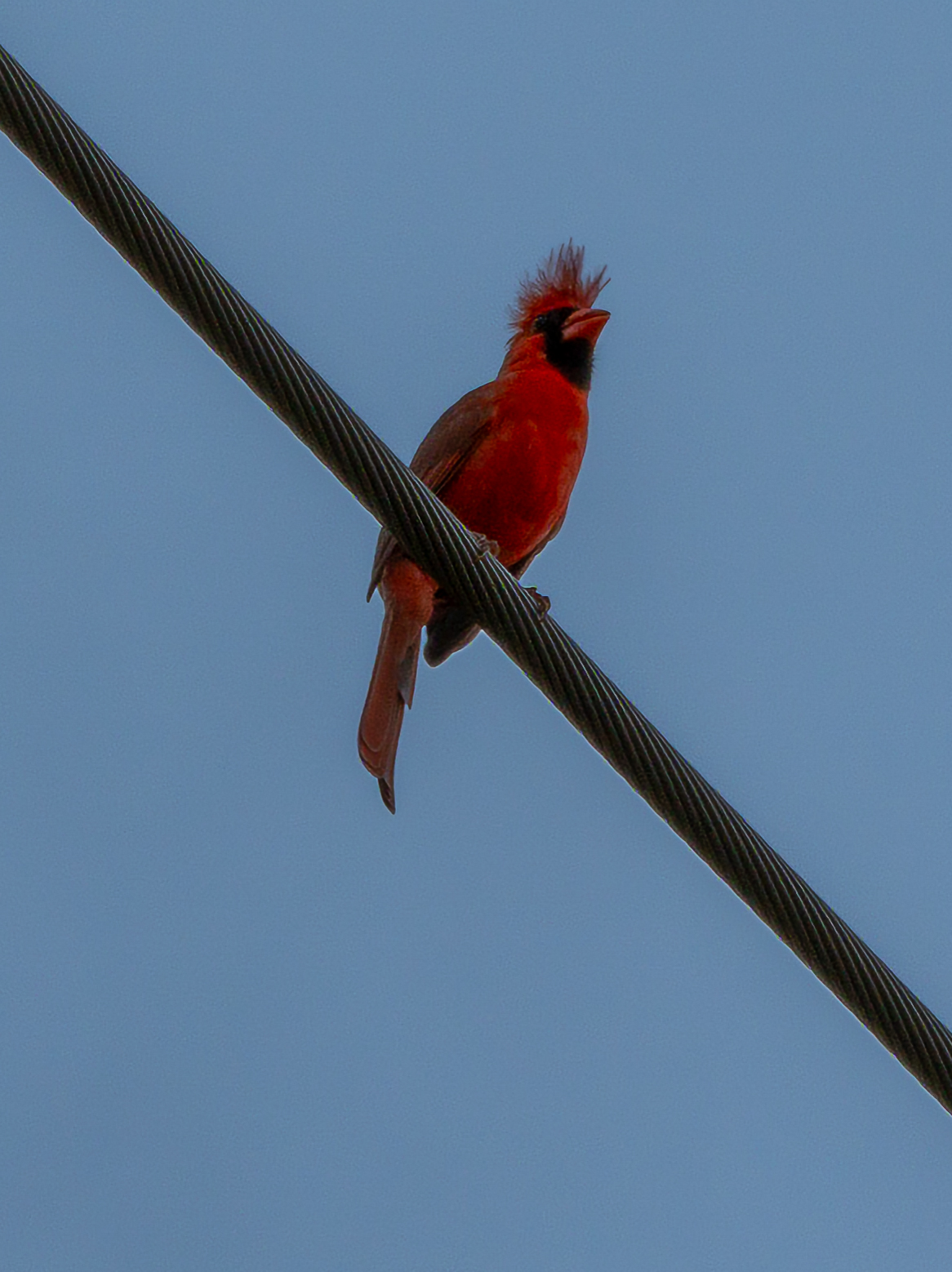 A vibrant red parrot with a distinctive crest perches on a dark cable against a clear blue sky.