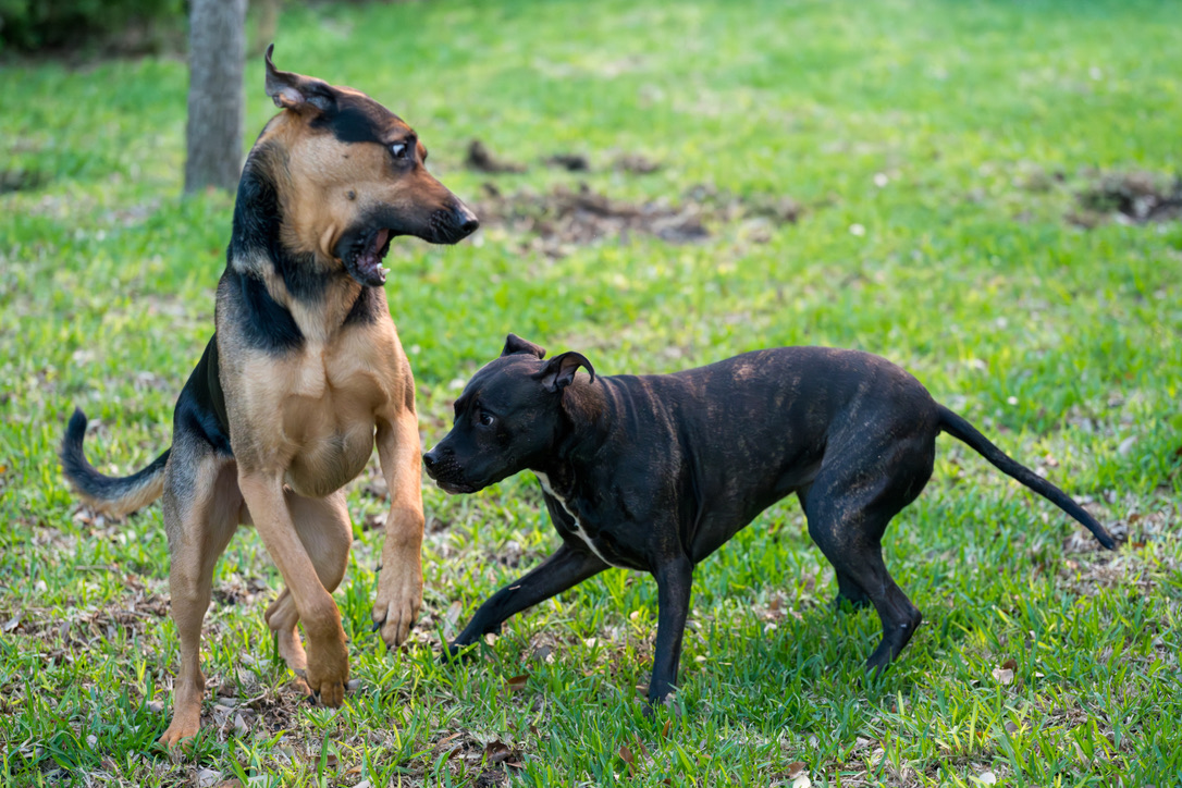 A tan and black adult dog stands alertly while a smaller black puppy approaches playfully in a grassy yard.