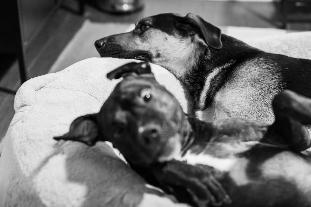 Two dogs resting together on white bedding, captured in black and white with one alert and gazing away.