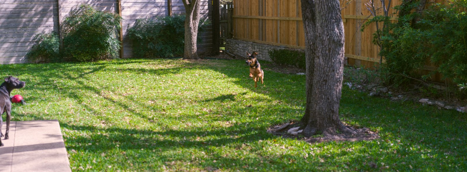 A dog plays in a sunny backyard with lush green lawn, wooden fences, and tall trees.