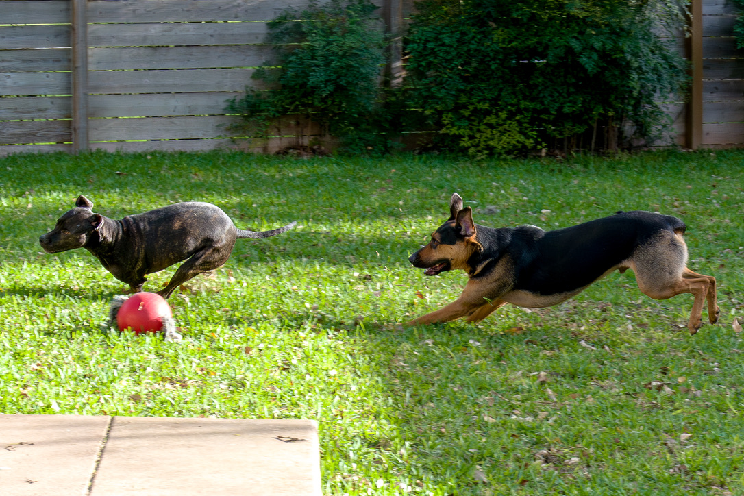 Two dogs play energetically on a bright green lawn with a red ball and wooden fence in the background.