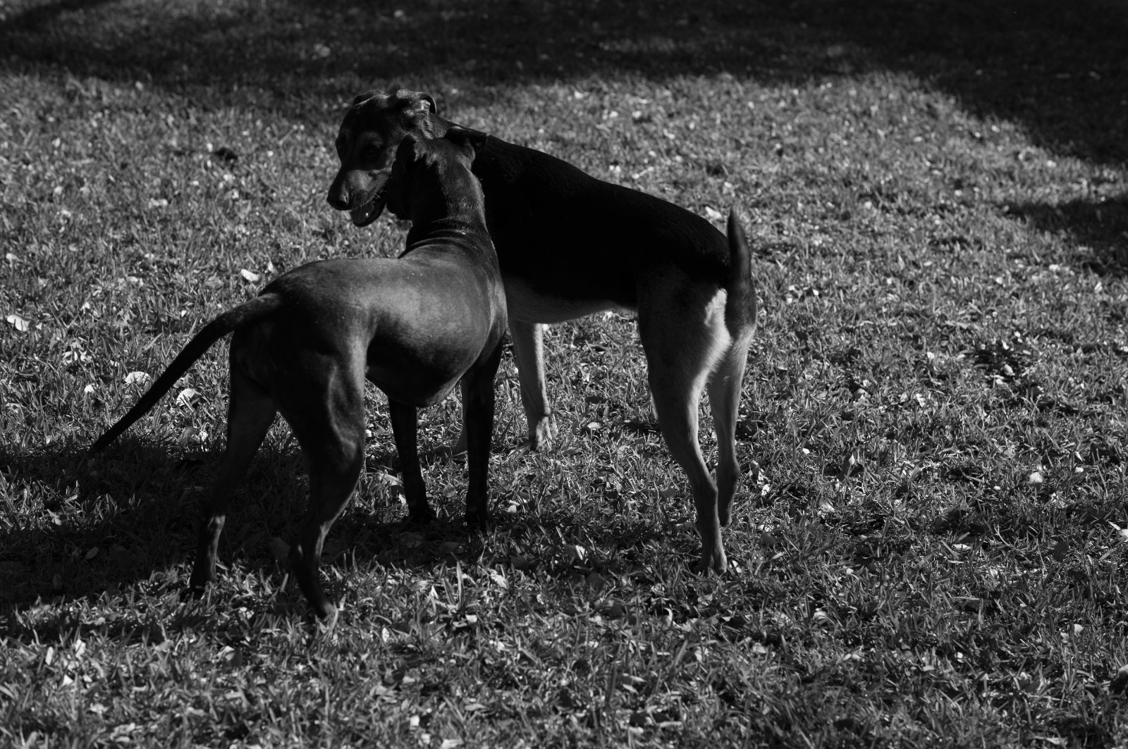 A lean black dog stands alert in a grassy field, captured in striking black and white.