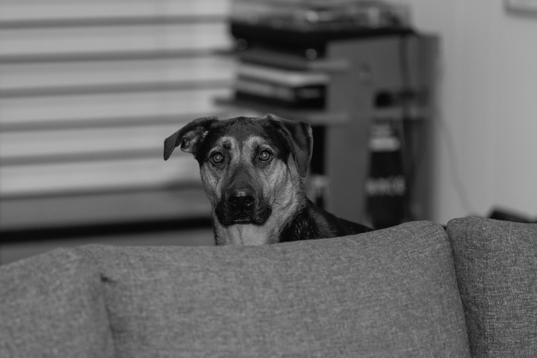 A dark dog peers over the back of a gray couch with alert, earnest eyes in a black and white portrait.