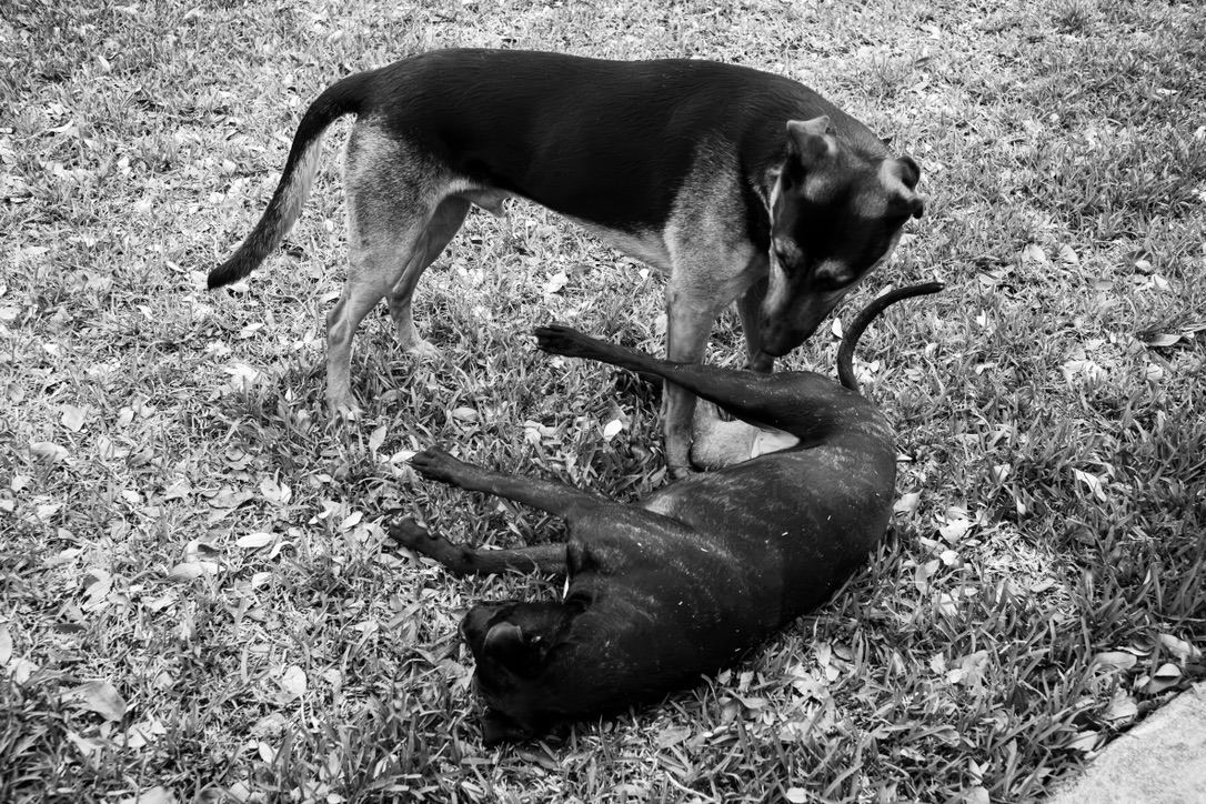 A dog carries a large stick in its mouth while walking across grassy terrain in black and white.