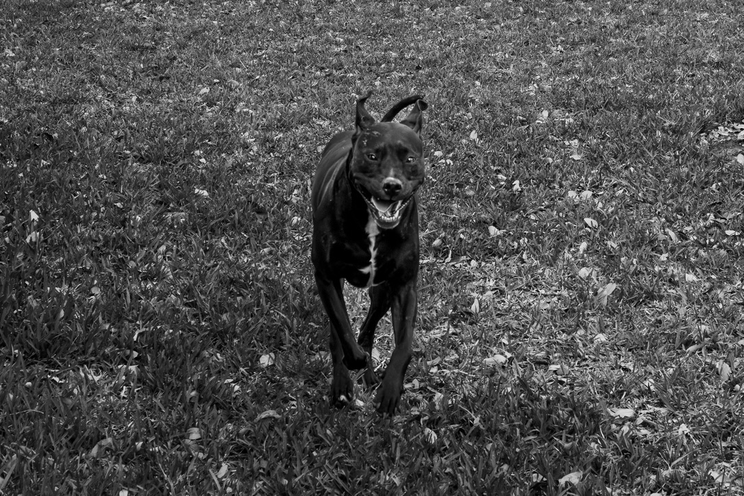 A black dog with a white chest patch trots happily through an overgrown wildflower field in black and white.