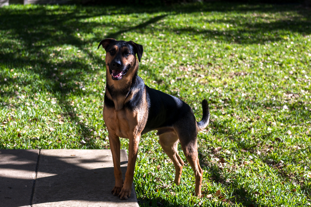 A happy black and tan dog stands on a sunny lawn with dappled shadows and white flowers, smiling at the camera.