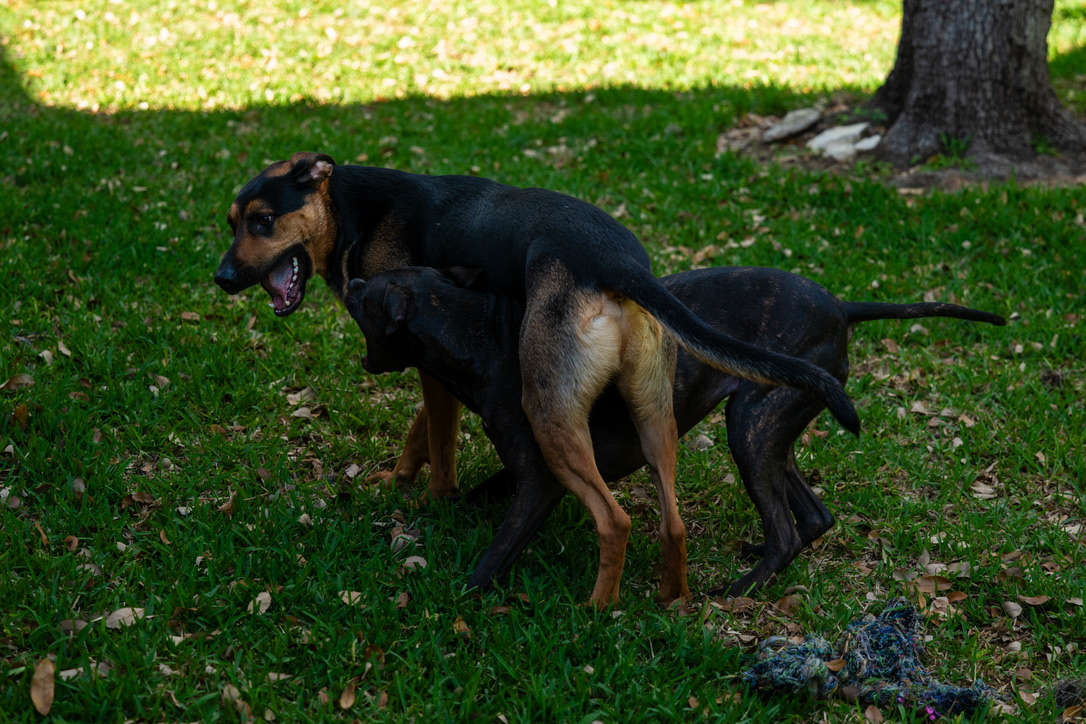 A black and tan dog with an open mouth stands on green grass near a large tree trunk.