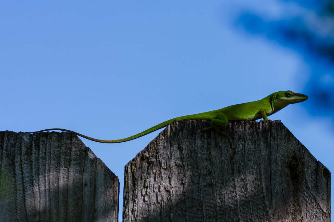 A bright green lizard balances on weathered wooden posts against a clear blue sky with scattered clouds.