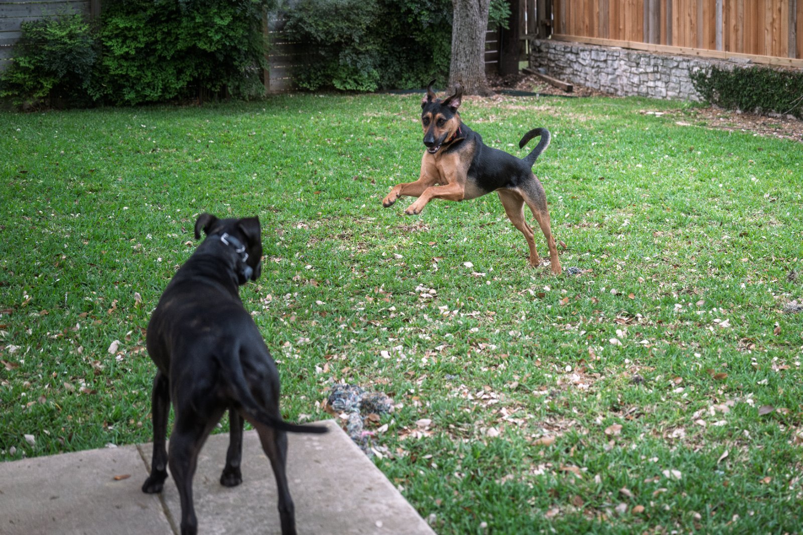 Two dogs playing and interacting in a lush backyard with stone walls and mature trees.