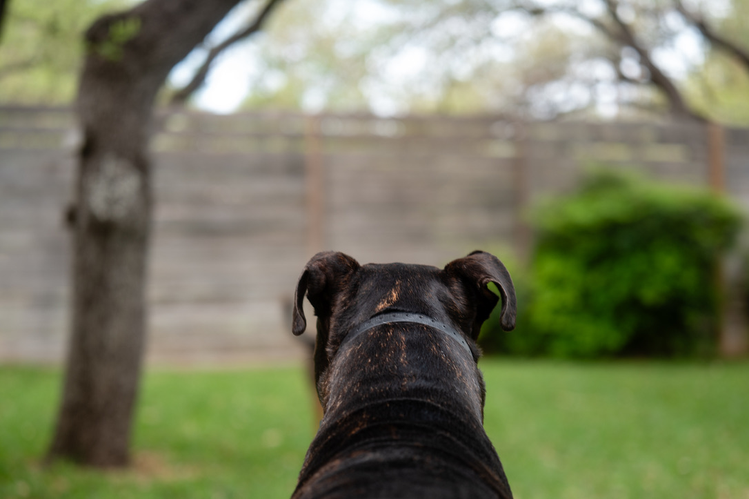 Black dog wearing a collar sits in a grassy yard facing away from the camera toward a tree and brick wall.