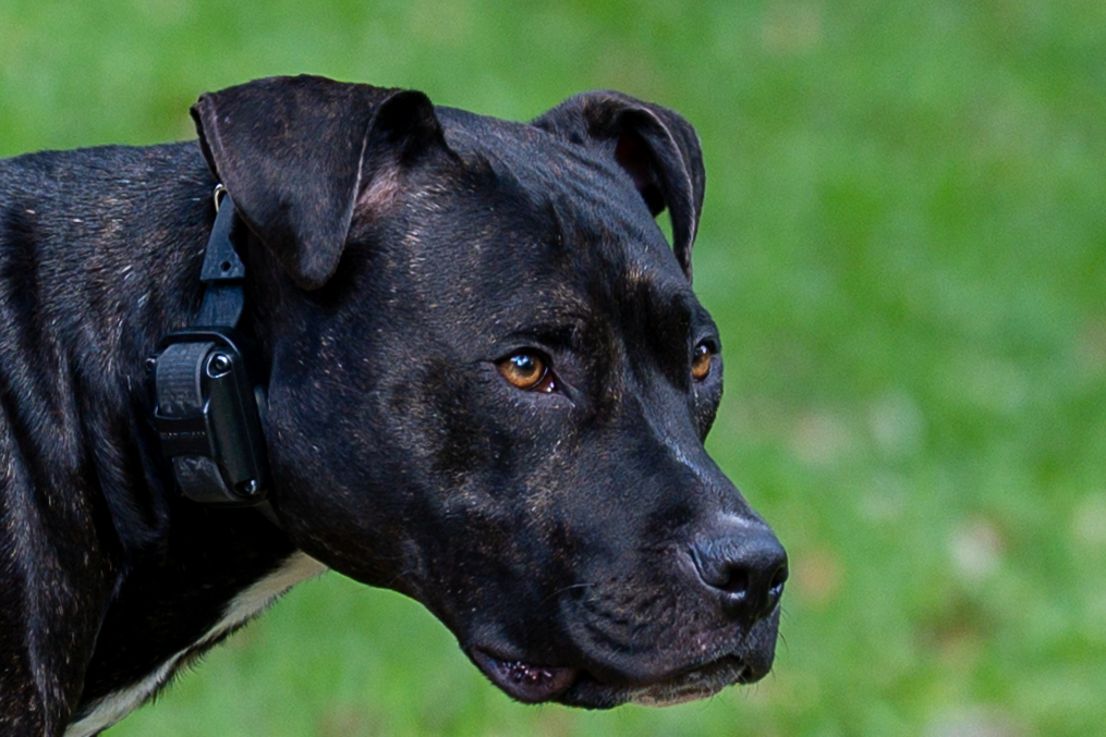 A black dog with amber eyes and a collar gazes thoughtfully against a soft green blurred background.