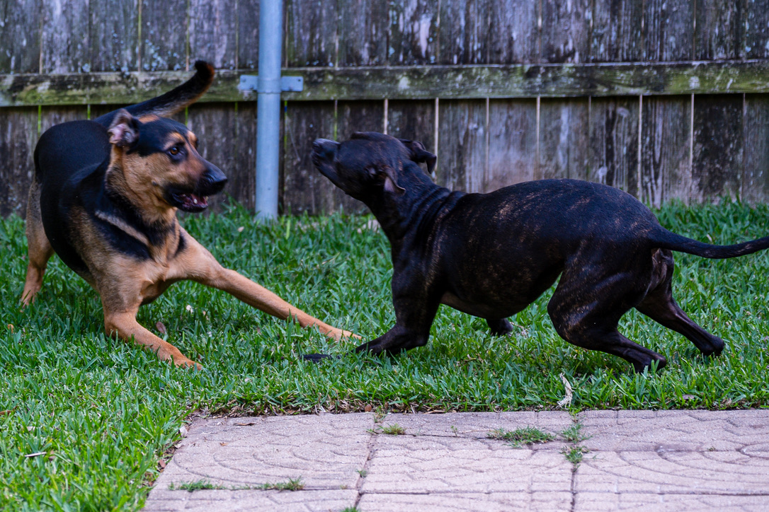 Two dogs play and interact on green grass in a fenced backyard on a sunny day.