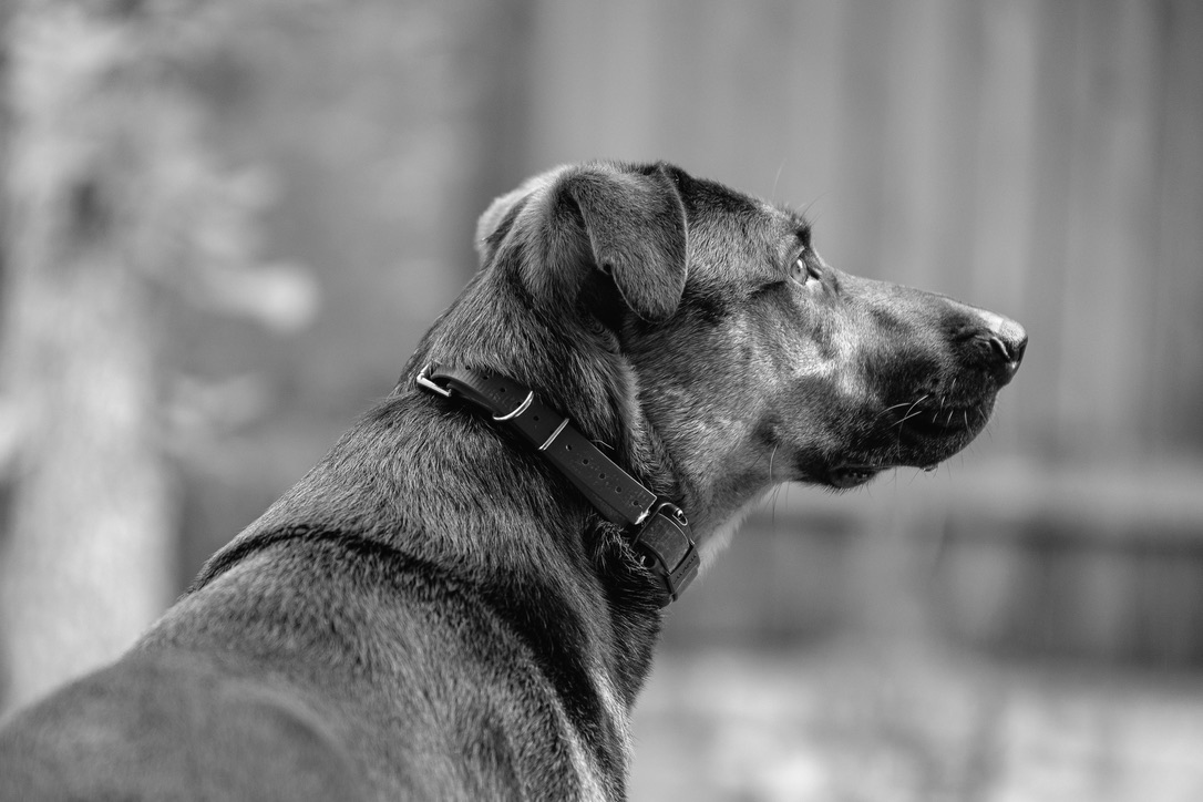 A black dog wearing a collar sits in profile against a blurred background, looking alert to the side.