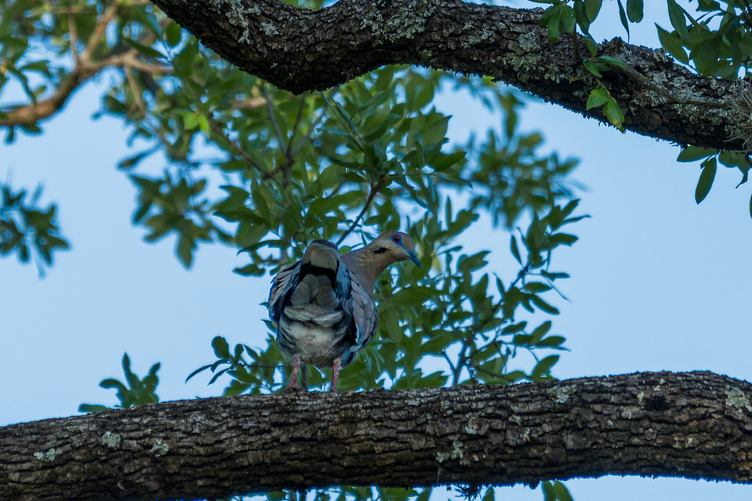 A blue jay perches on a lichen-covered branch surrounded by green foliage against a clear blue sky.