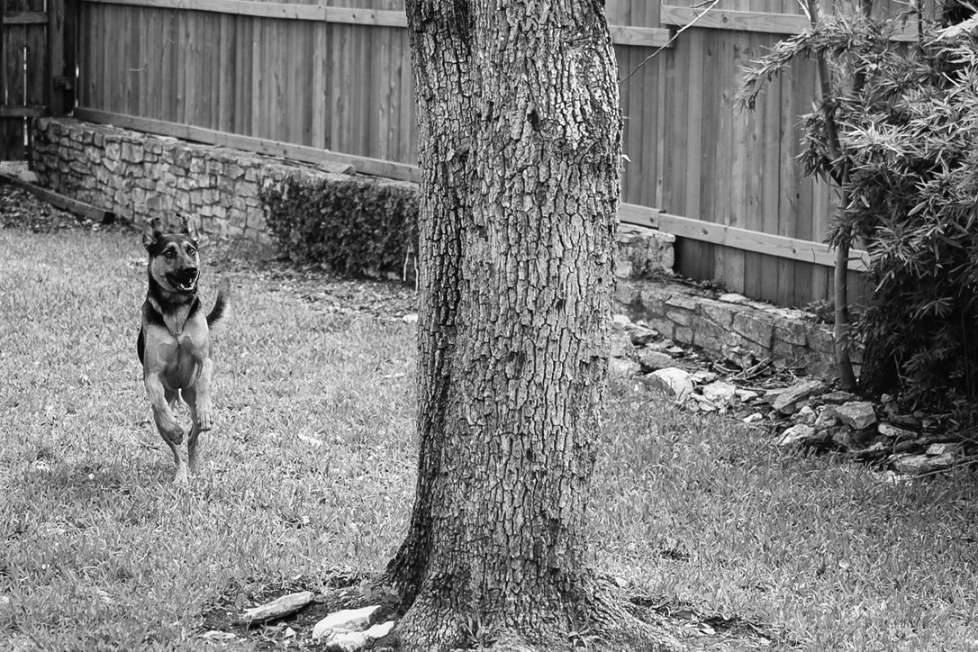 A dog runs through a backyard near a large tree trunk, with wooden fencing and stone wall visible in black and white.