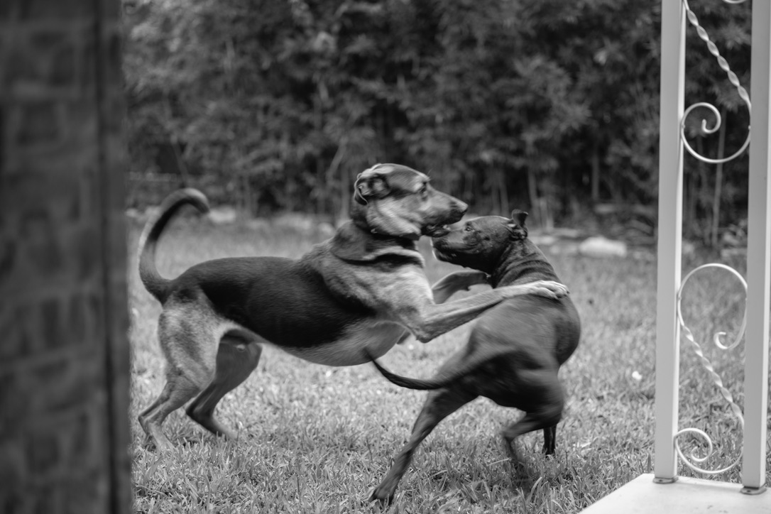 Two dogs playfully wrestling and jumping on grass in a backyard, framed by a decorative gate.