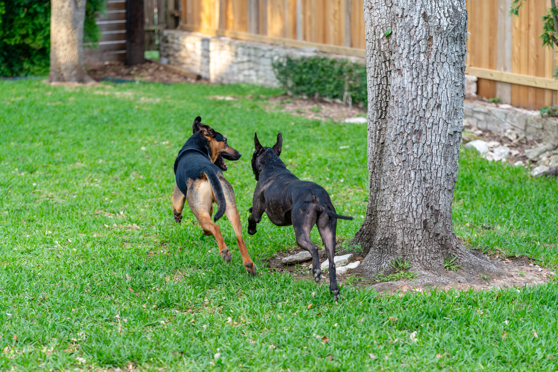 Two dogs playing and running together in a grassy backyard near a large tree and wooden fence.
