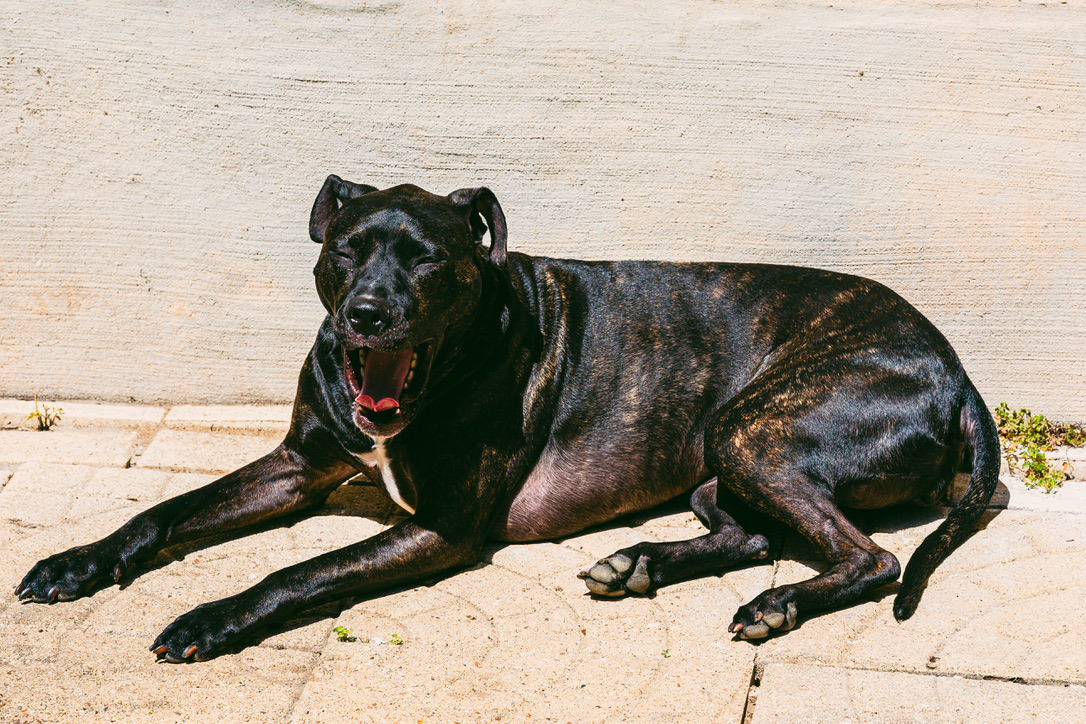 A muscular black dog with a red collar lies stretched out on a concrete surface, yawning with mouth open.