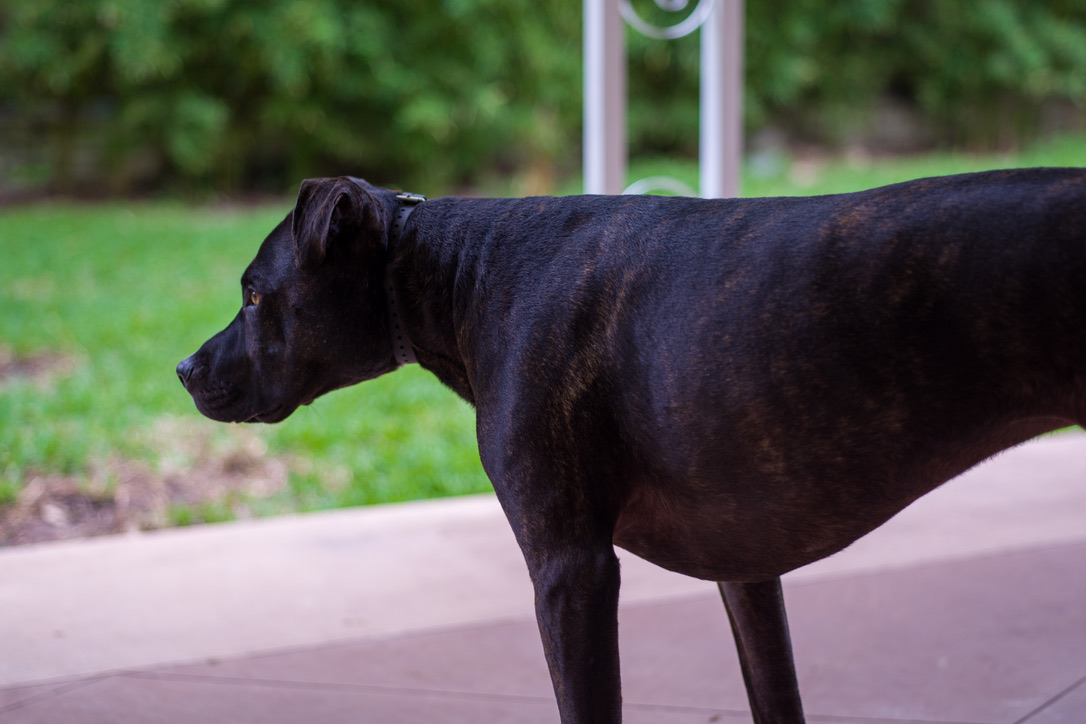 A lean black dog standing on a patio, gazing toward a lush green lawn with metal play equipment in the background.