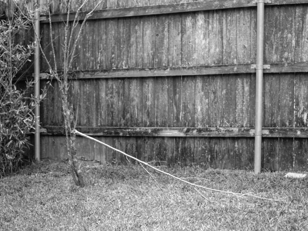 A weathered wooden fence with peeling paint stands behind overgrown grass and a bare sapling in black and white.
