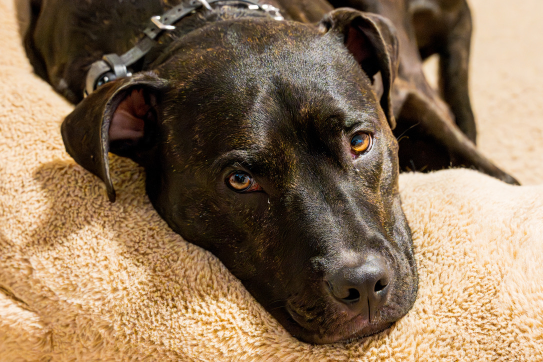 A black dog with striking amber eyes lies on a beige carpet, looking directly at the camera with an attentive expression.