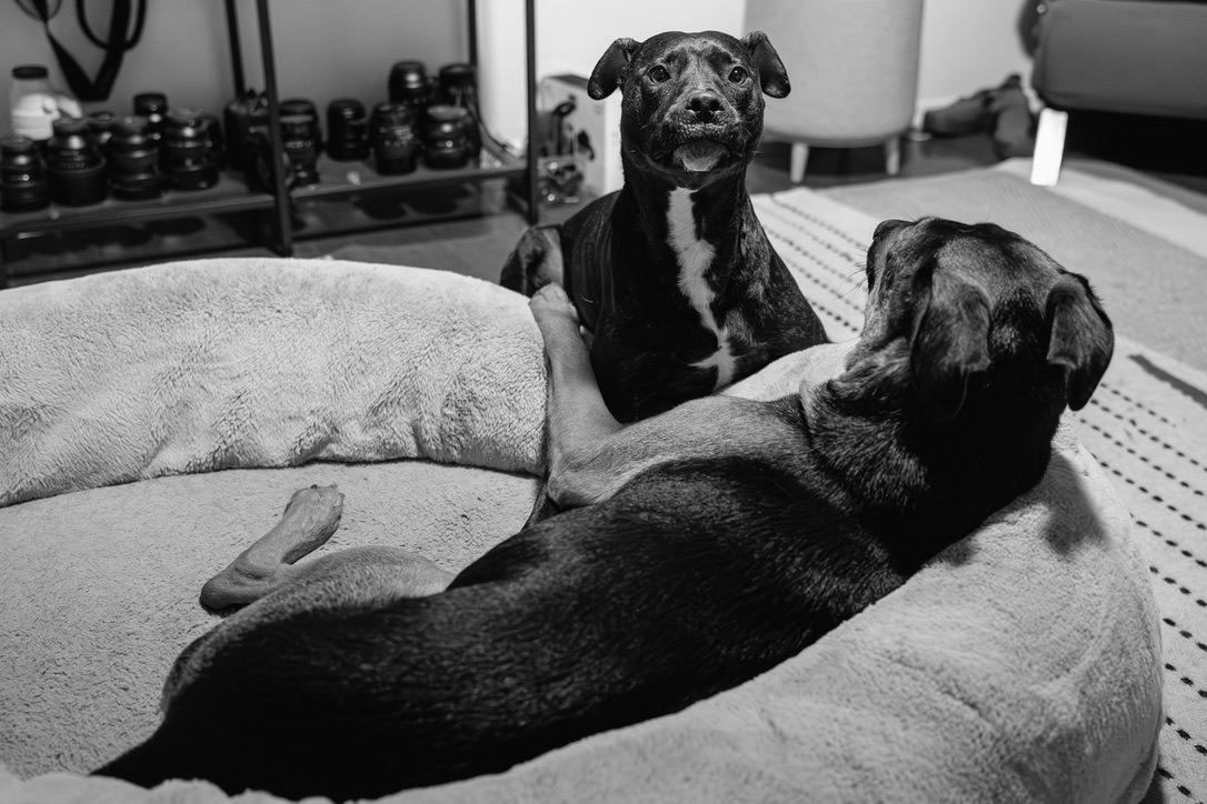 Two dark dogs relax on a cushioned pet bed in a home office surrounded by camera equipment.