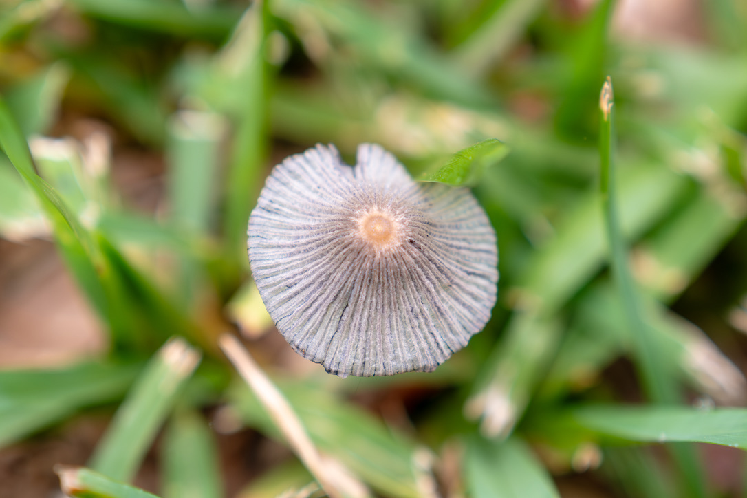 A delicate pale blue flower with radiating veins and a yellow center blooms among green stems and foliage.