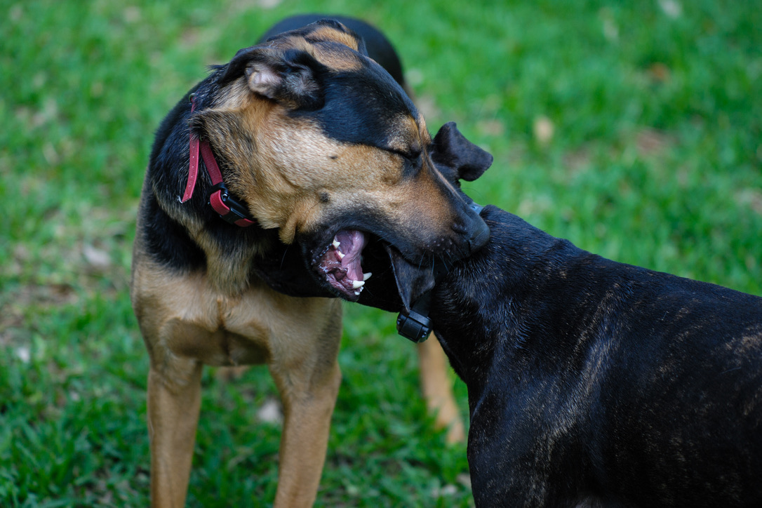 Two dogs interact playfully on grass, with one wearing a red harness and the other appearing to playfully nip or kiss.