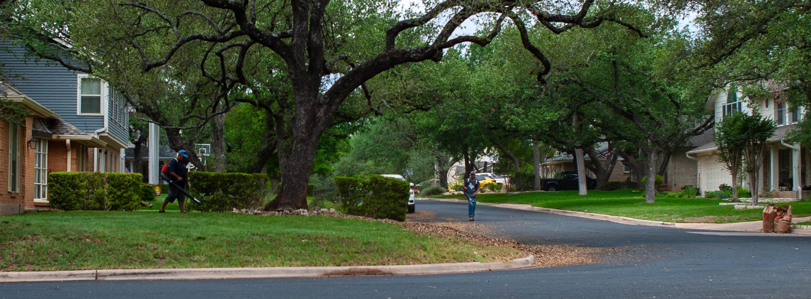 A tree-lined residential street with large oak trees canopying over houses, yards, and a person walking in the distance.