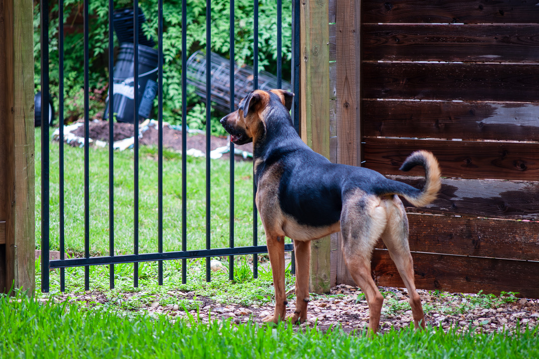 A brown and black dog stands alert at a metal gate, looking out at the green garden beyond.