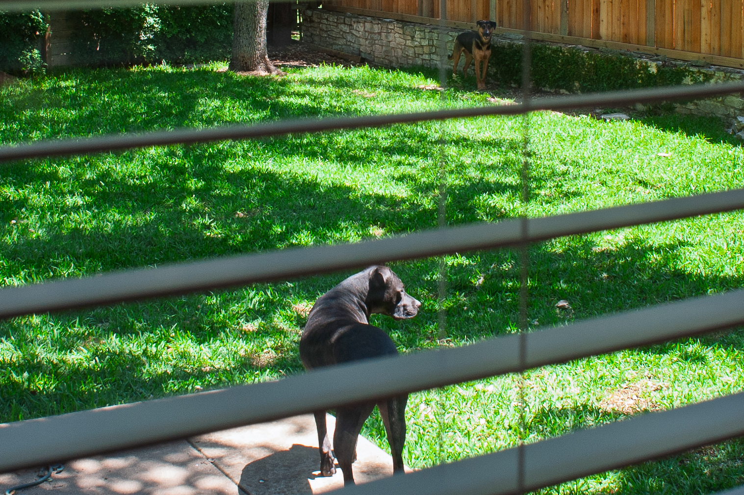 A dark dog stands in a sunny backyard behind a wooden fence, with another dog visible in the distance near a stone foundation.