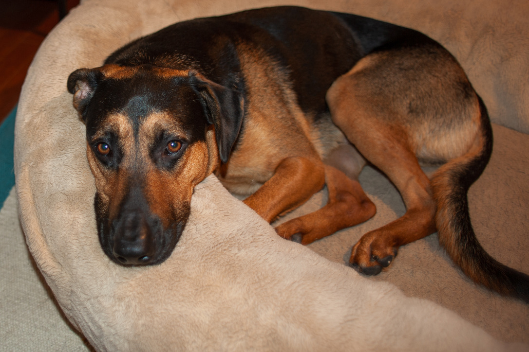 A black and tan Doberman Pinscher rests on a beige couch, looking directly at the camera with alert amber eyes.