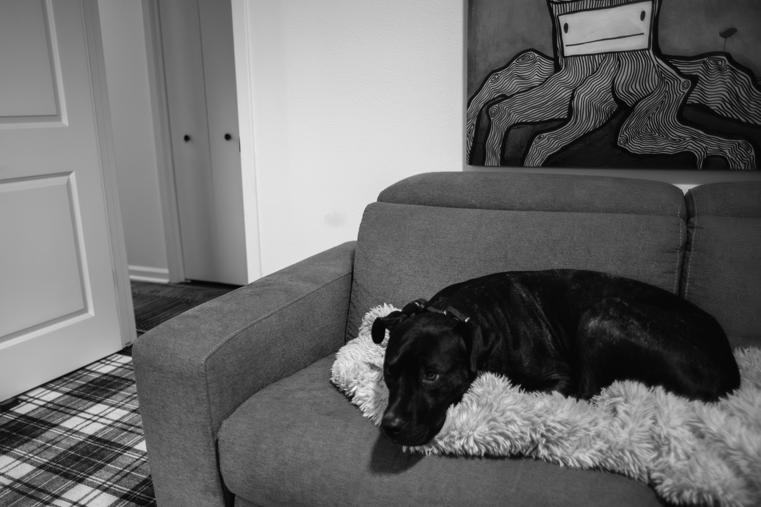 A black dog rests on a gray couch with a white fuzzy blanket in a modern bedroom.