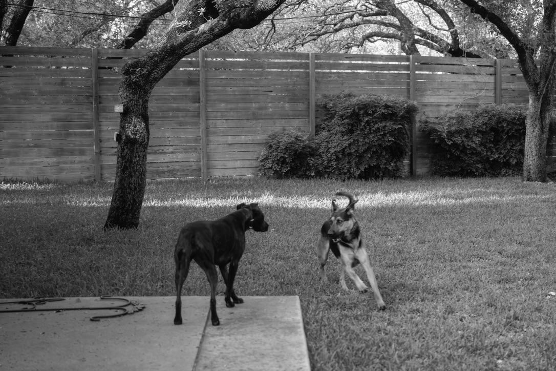 Two dogs play in a fenced backyard under the shade of a large gnarled tree on a sunny day.