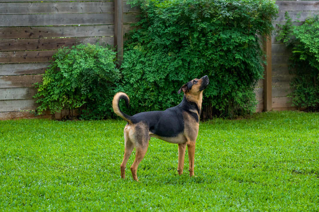 A black and tan dog standing alert in a lush backyard garden with ivy-covered wooden fences.