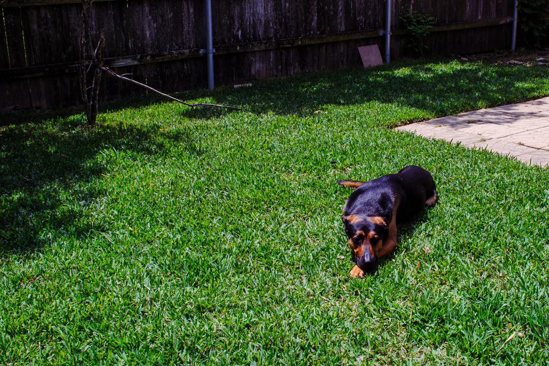 A black and tan dog walks across a lush green lawn in a backyard with a dark wooden fence.