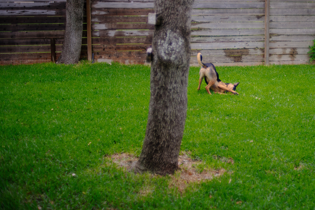 A small dog stretches in a lush backyard near a tree trunk, with a weathered wooden fence in the background.
