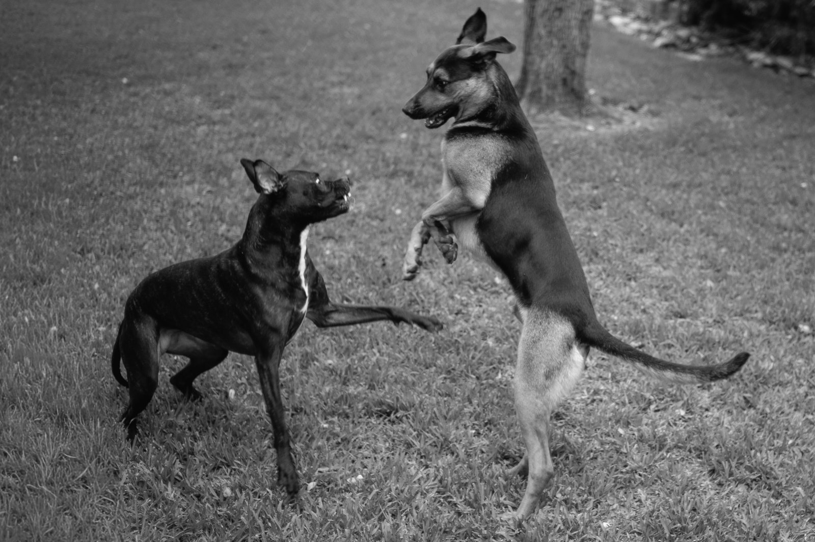 Two dogs engage in playful interaction on a grassy area, with one standing on hind legs in a classic play stance.