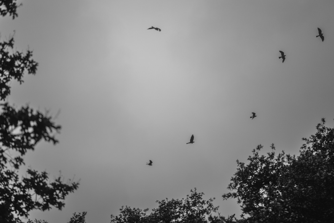 Several birds fly across an overcast gray sky framed by dark tree foliage.