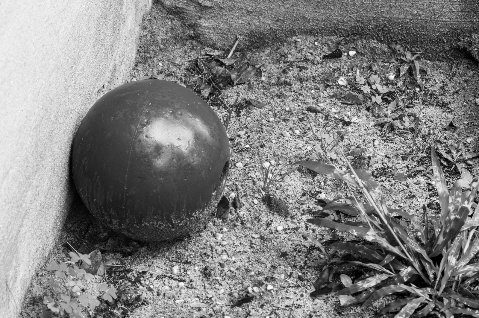 A dark spherical object rests against a white wall on sandy ground with scattered weeds and debris.