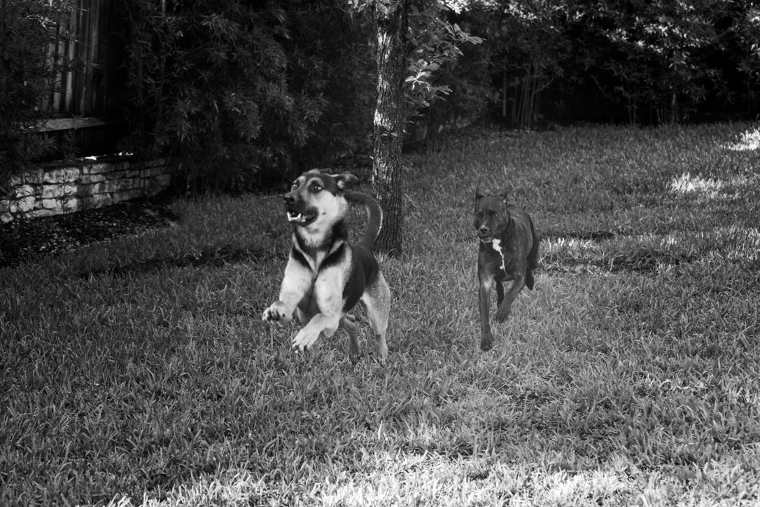 Two dogs running and playing together in a grassy yard with trees and a wooden fence in the background.
