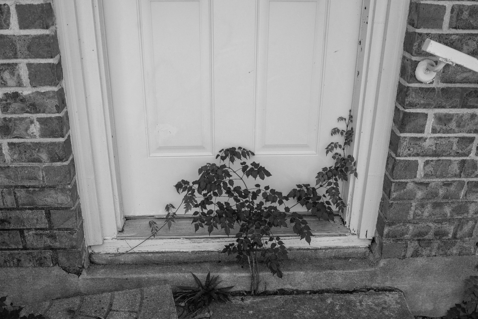A small potted plant grows against a white paneled door framed by brick walls in black and white.