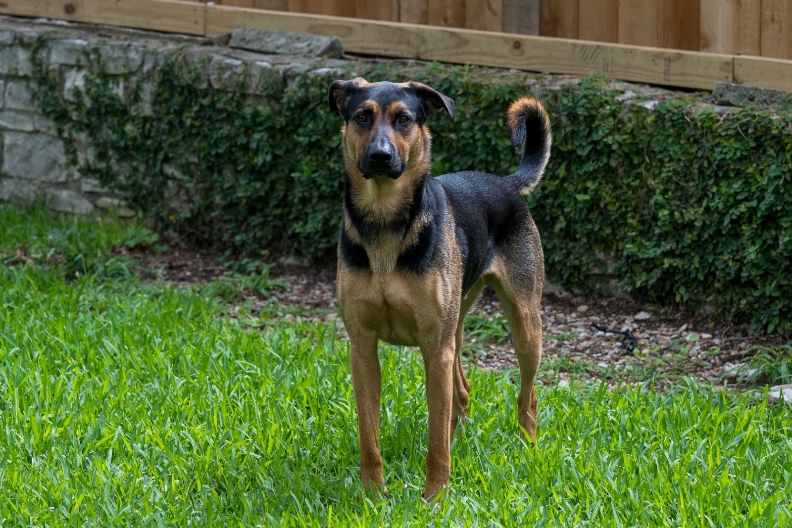 A black and tan dog stands alert in a grassy yard with a stone wall and ivy-covered fence behind it.
